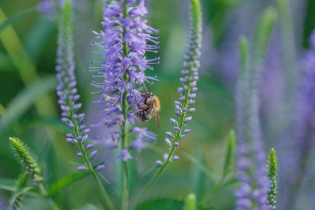 Een honingbij bestuift de blauwe bloemen van Veronica Insects in de tuin