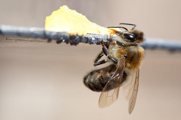 Een honingbij eet honing Close-up macro