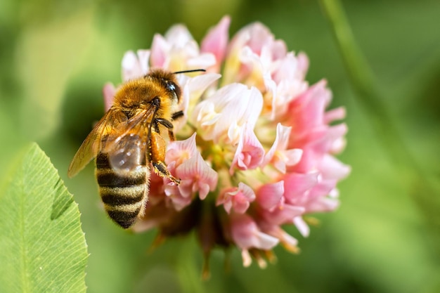 Een honingbij op een klaverbloem verzamelt stuifmeel Close-up Macro