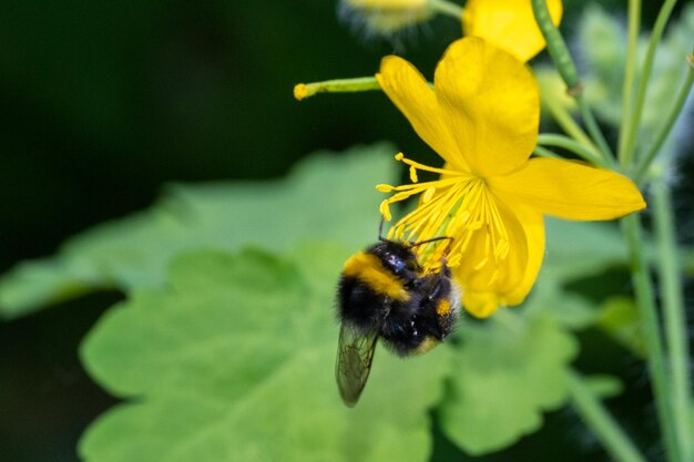 Een honingbij verzamelt stuifmeel op een gele bloem op een zonnige dag Bij die nectar op een bloem verzamelt voor bestuiving Close-up van een bij die stuifmeel verzamelt voor honing Bijenteelt