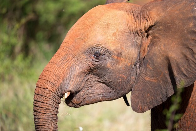 Een hoofd van een jonge rode olifant in de voorkant van de bush