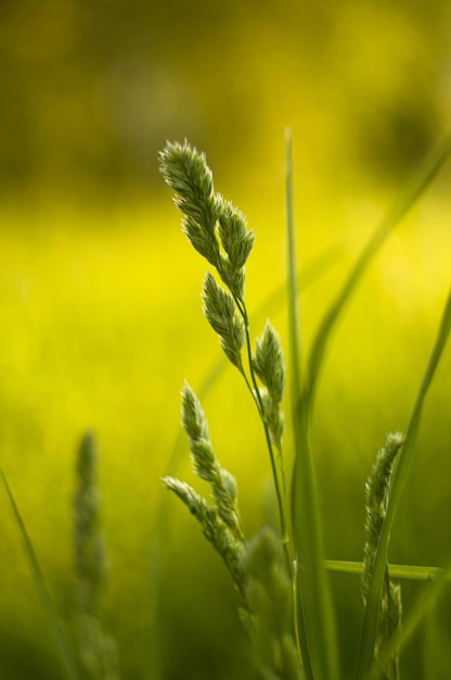 Een hoog groen gras op een groene achtergrond Zomertijd ochtend Schoonheid van de natuur Een hoge plant