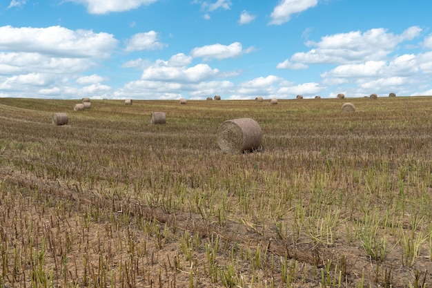 Een hooiberg achtergelaten in een veld na het oogsten van graangewassen Stro oogsten voor veevoer Einde van het oogstseizoen Ronde balen hooi liggen verspreid over het veld van de boer