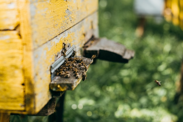 Een houten bijenkorf vol met bijen in de bijenstal