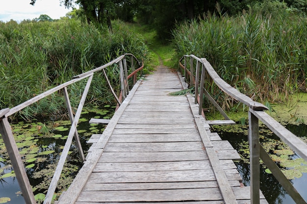 Een houten brug die aan het meer ligt, groene waterlelies en riet eromheen groeien