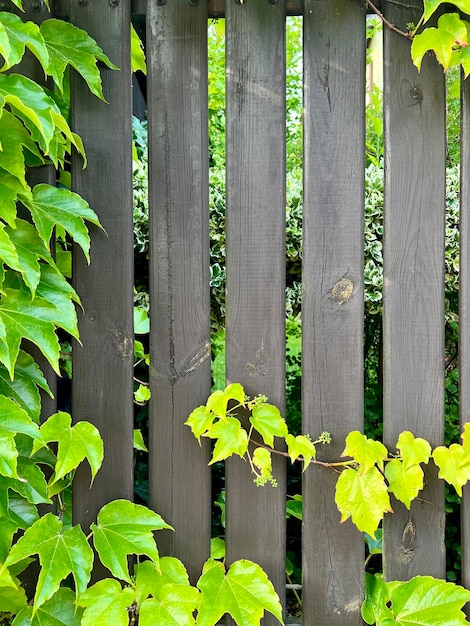 Een houten hek begroeid met bladeren en wijnstokken in de tuin