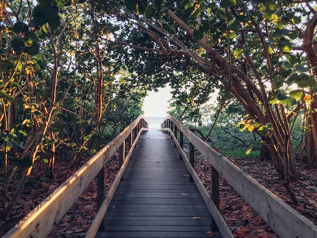 Een houten loopbrug leidt naar een strand en de zon schijnt door de bomen.