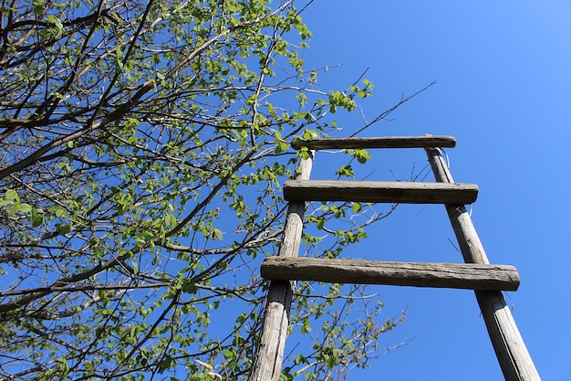 Een houten trap die naar boven wijst, staat tegen een blauwe lucht met boomtakken met gebladerte die de klim symboliseren.