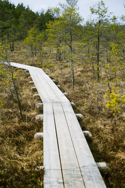 Een houten voetpad in een vroeg voorjaars moeras