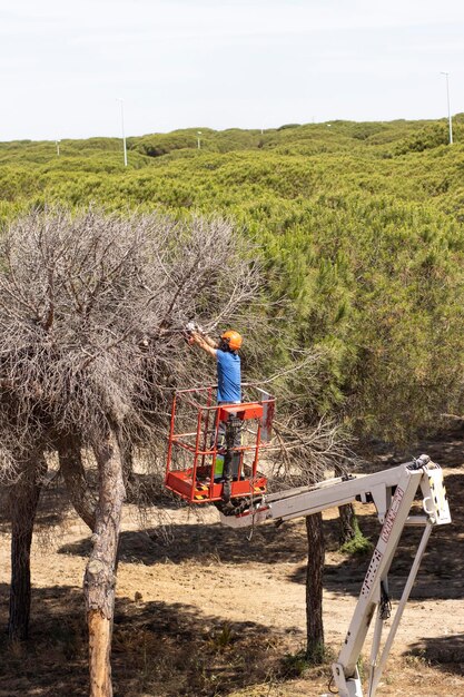 Een houthakker met een kettingzaag die takken van een dode boom zaagt Staande op een mechanisch platform