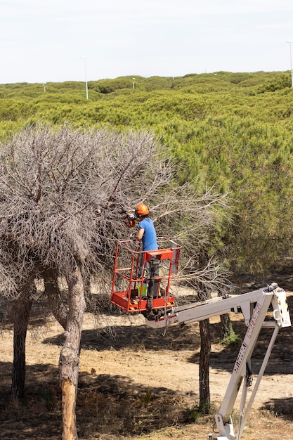 Een houthakker met een kettingzaag die takken van een dode boom zaagt Staande op een mechanisch platform