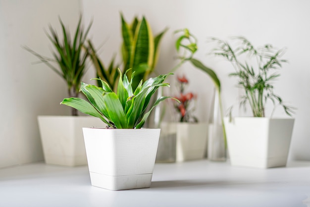 Een huis in scandinavische stijl met groene planten in de tuin op de plank