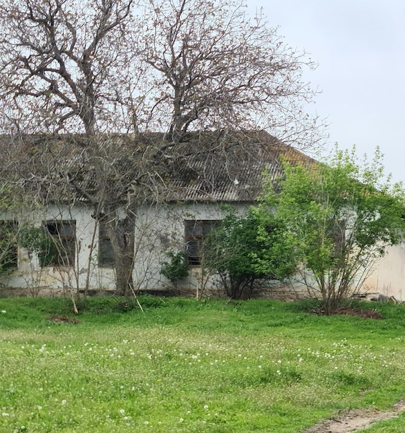 Een huis met een boom ervoor