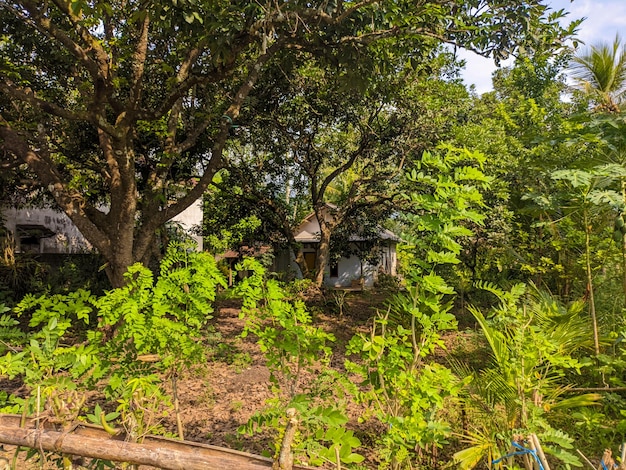 Een huis op het platteland met veel planten in zijn tuin in Blitar, Indonesië