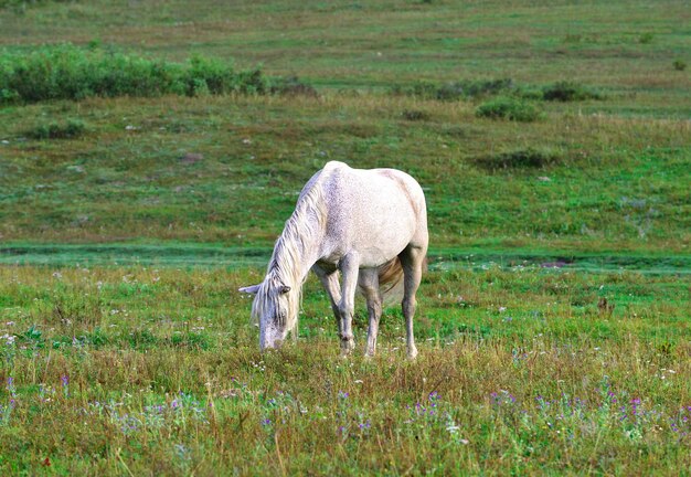 Een huisdier tussen het gras op een wazige achtergrond Altai Siberië Rusland