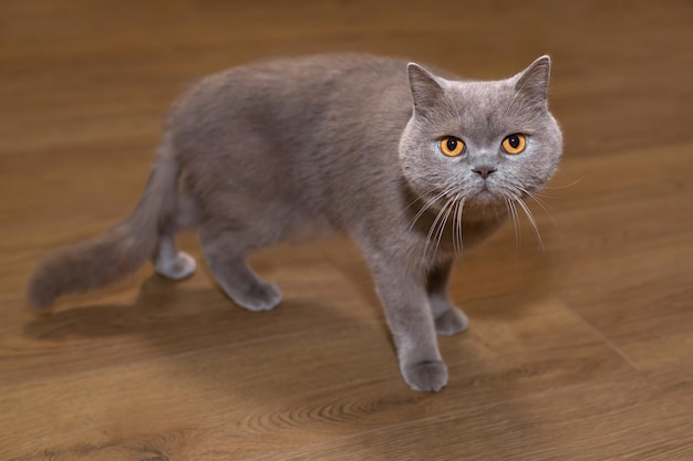 Een huiskat van het Britse ras kijkt behoedzaam in de camera van hoge kwaliteit foto