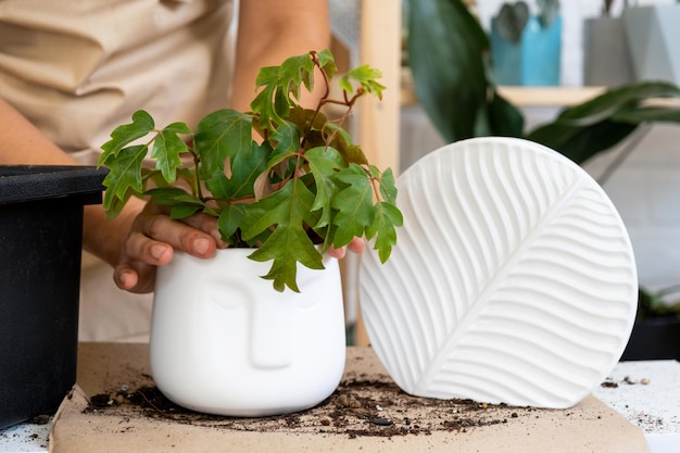 Een huisplant overplanten in een nieuwe pot Philodendron exotische planten opnieuw planten Verzorging en reproductie voor een potplant handen close-up