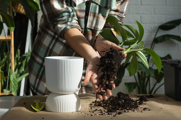 Een huisplant Philodendron Dragon Tail verpotten in een nieuwe pot in het interieur Zorgen voor een potplant handen close-up