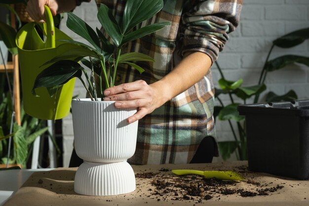 Een huisplant Philodendron Dragon Tail verpotten in een nieuwe pot in het interieur Zorgen voor een potplant handen close-up