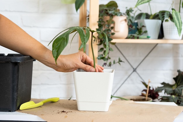 Een huisplant Philodendron overplanten in een nieuwe pot Een vrouw plant een stengel met wortels in een nieuwe grond Zorg en reproductie voor een potplant handen close-up