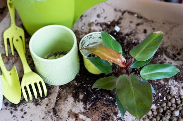 Een huisplant Philodendron Prince of Orange verplanten in een nieuwe pot A woman plants