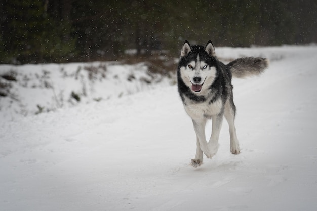 Een husky die in de sneeuw rent met het woord husky op de voorkant.