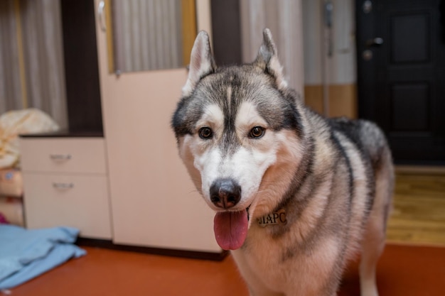 Een husky hond in de keuken in het appartement