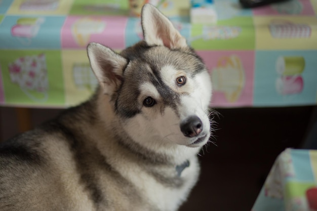 Een husky hond in de keuken in het appartement