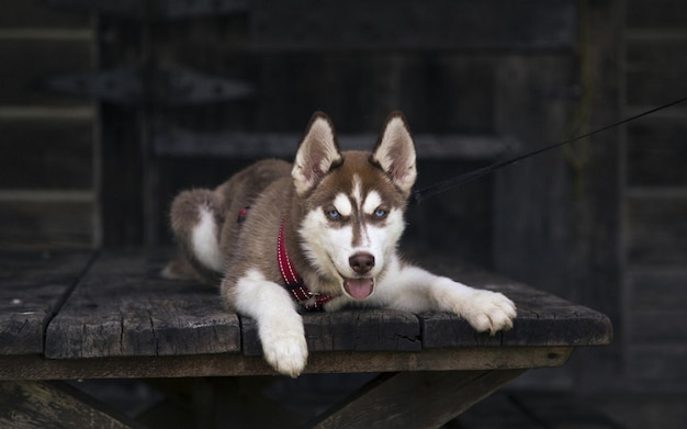 Een husky hond ligt voor de deur.