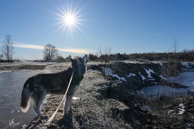 Een husky-hond staat op een besneeuwd veld met de zon aan de hemel.