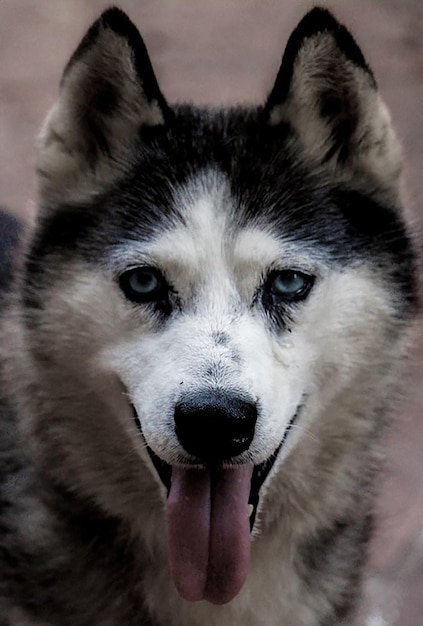 Een husky met blauwe ogen en zwarte ogen wordt getoond met zijn tong uit.