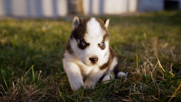 Een husky puppy met zwarte ogen zit in het gras.