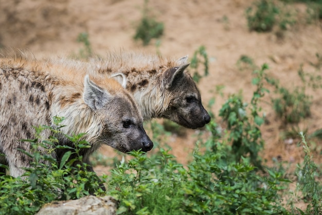 Een hyena kijkt