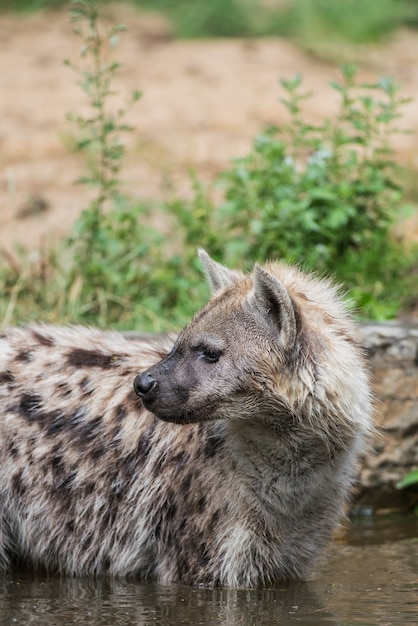 Een hyena kijkt