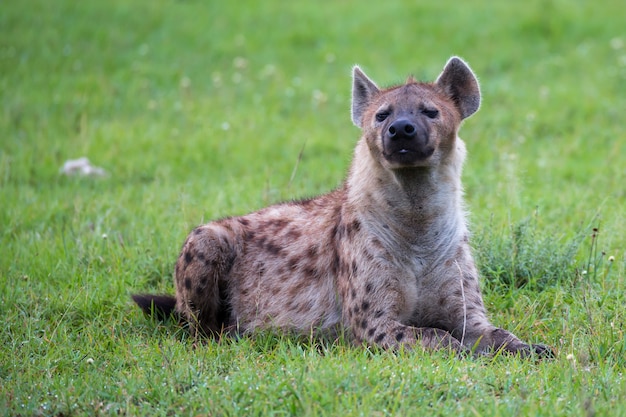 Een hyena ligt in het gras in de savanne in Kenia