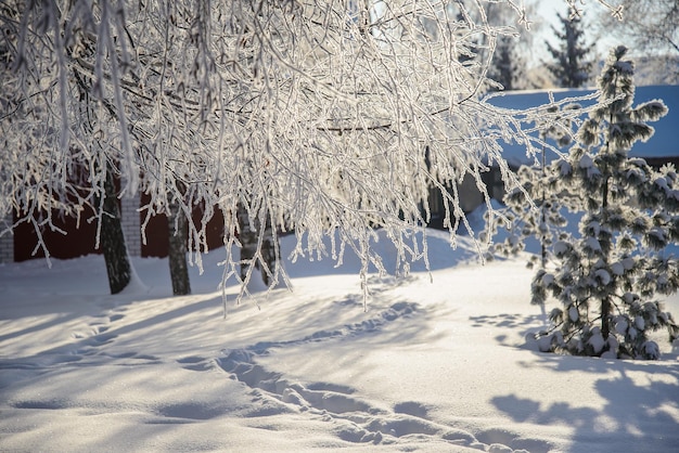 Een ijzige zonnige winterdag met besneeuwde bomen in het achtergrondlicht in het park