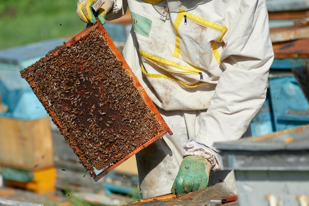 Een imker in een bijenstal controleert bijenkasten met bijen
