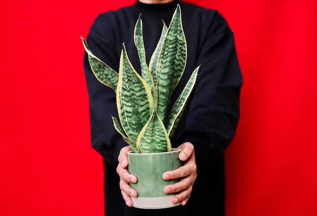 Foto een in het zwart geklede vrouw houdt een pot met slangenplanten op een rode muur