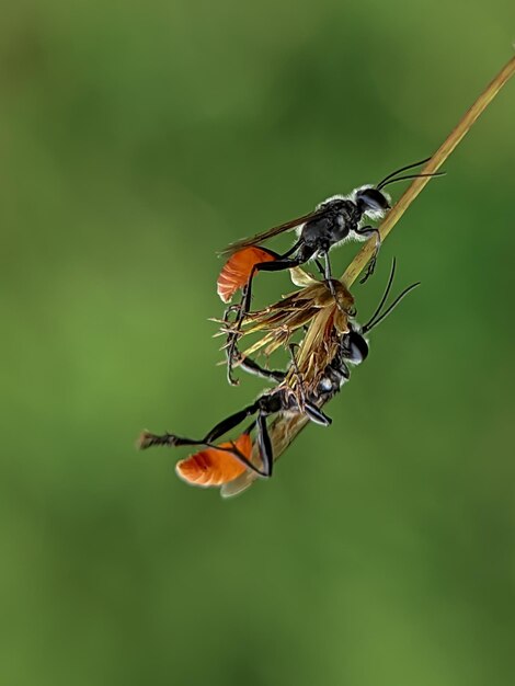 Een insect dat op een bloem zit