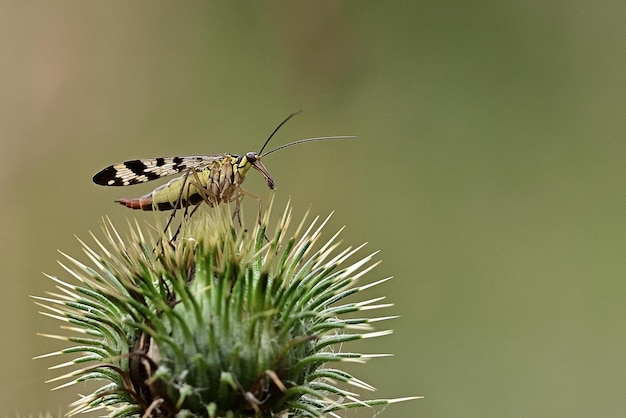 Een insect met zwarte en gele markeringen op zijn vleugels zit op een stekelige plant.