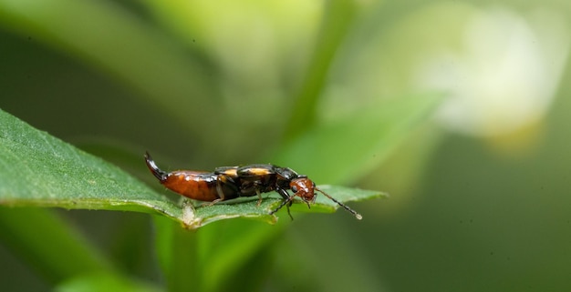 Een insect op een blad met het woord insect erop