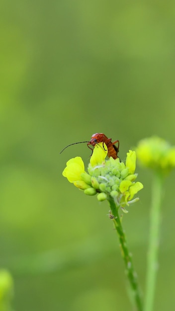 Een insect op een gele bloem