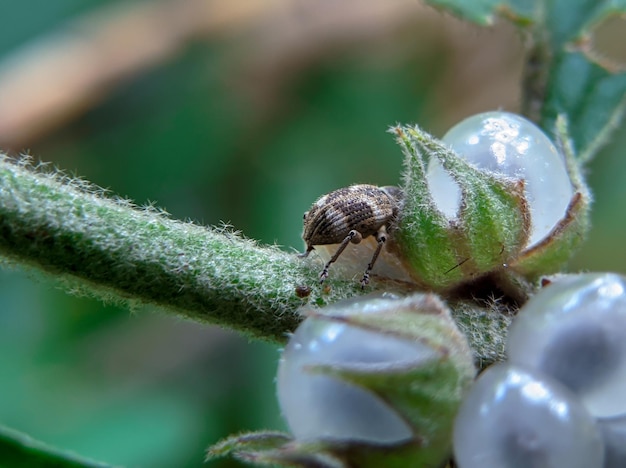 Een insect op een plant met witte bessen.