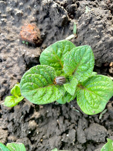 Een insect zit op een plant in de grond.