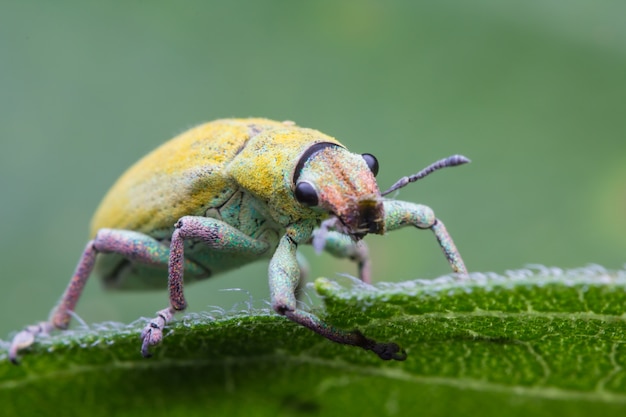 Een insect