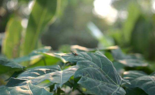 Een insecteninsect met natuurlijke bladerentextuur abstracte achtergrond Groene verse plantkunde met wazig