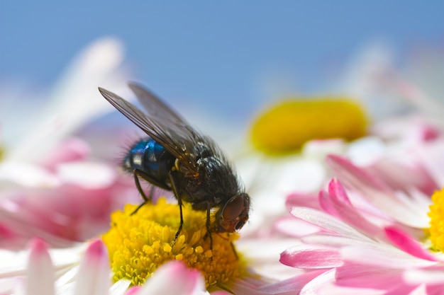 Een insectenvlieg eet stuifmeel op een gele kamillebloem, verspreidt de infectie