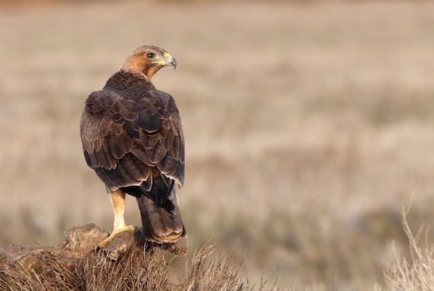 Een jaar oud vrouwtje van Bonellis Eagle in haar favoriete uitkijktoren bij het eerste ochtendgloren op een winterdag