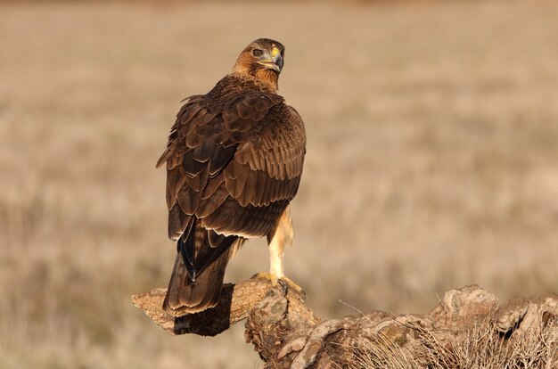 Een jaar oud vrouwtje van Bonellis Eagle in haar favoriete uitkijktoren bij het eerste ochtendgloren op een winterdag