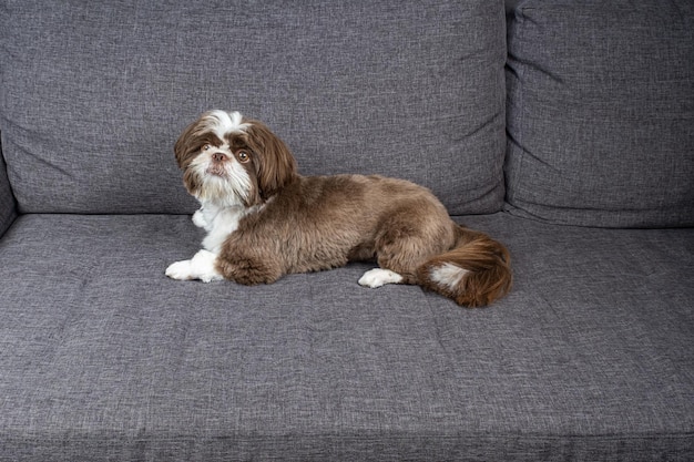 Een jaar oude shih tzu die op de bank ligt en aandachtig staart